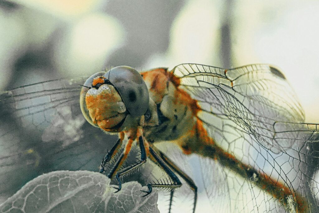 Insect