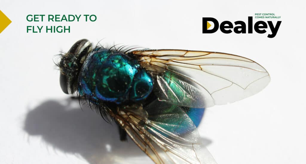 Fly