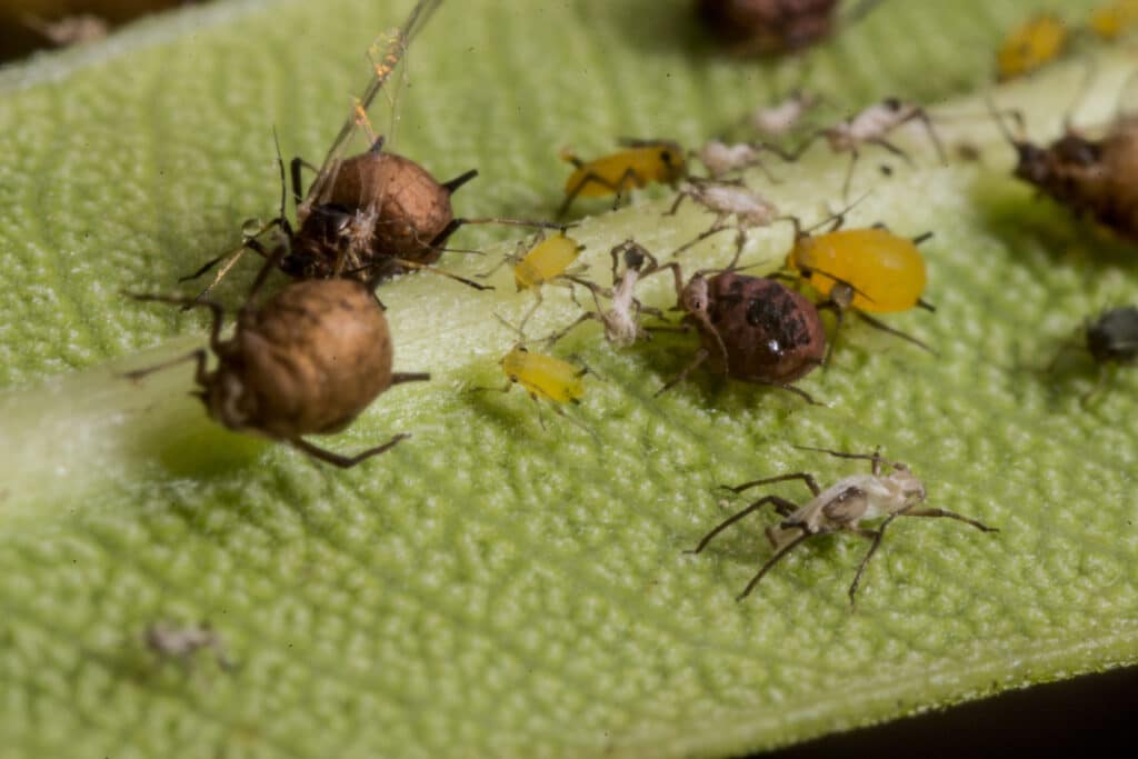 insect control