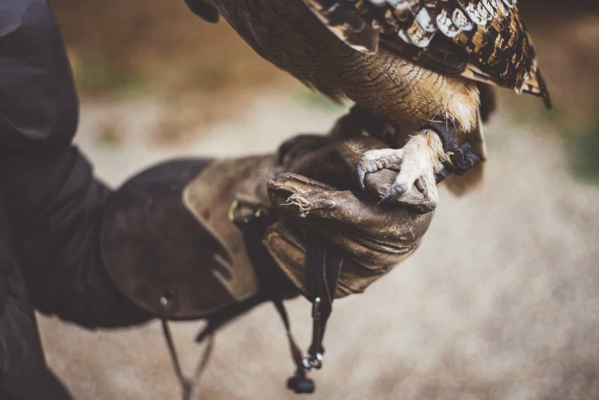 bird control