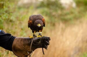 bird control falconry