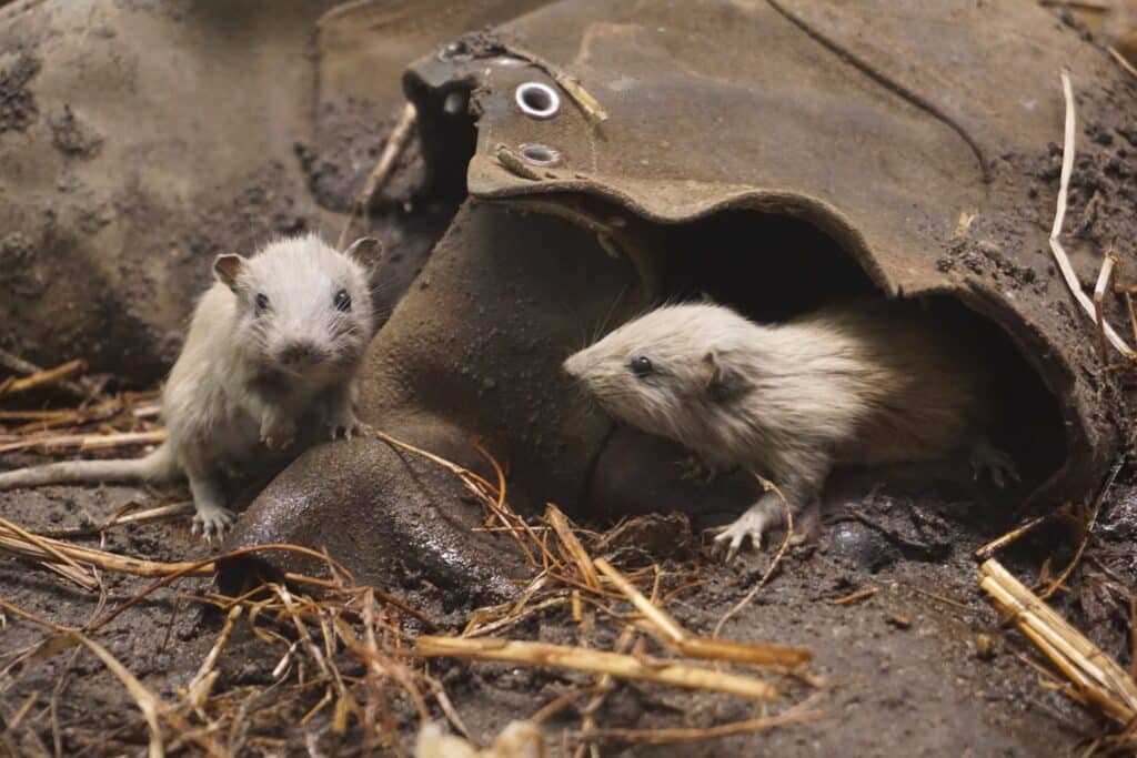 rodent control