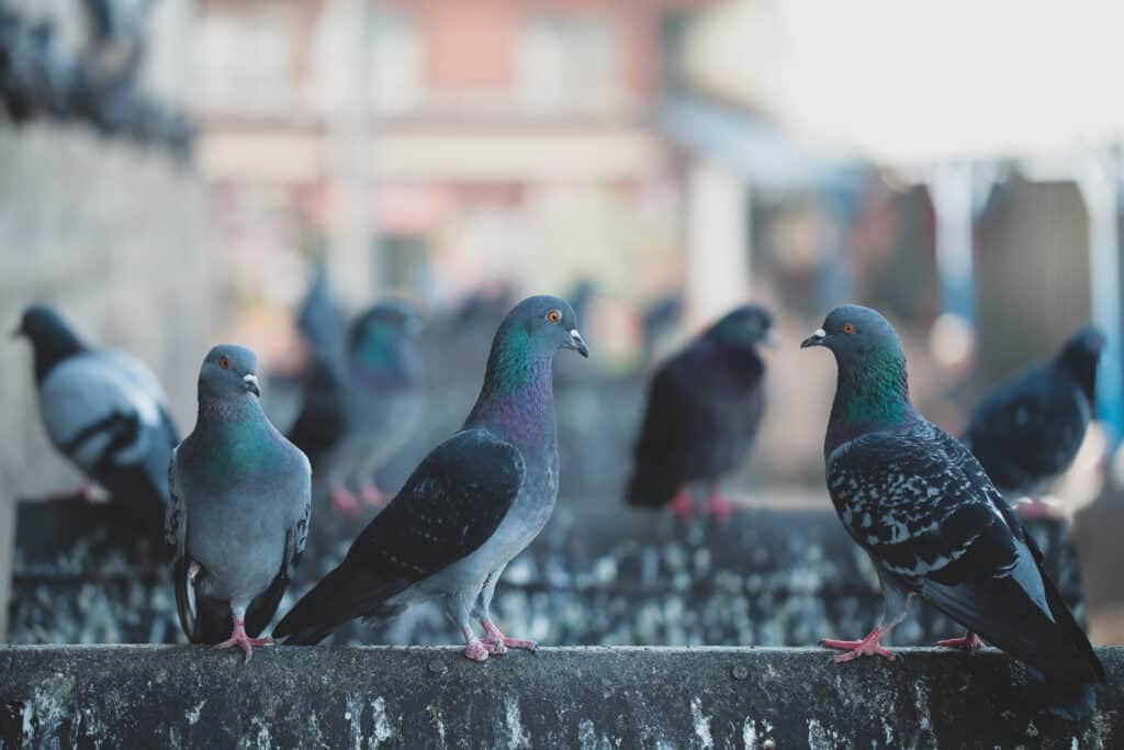 bird control, pigeon guano