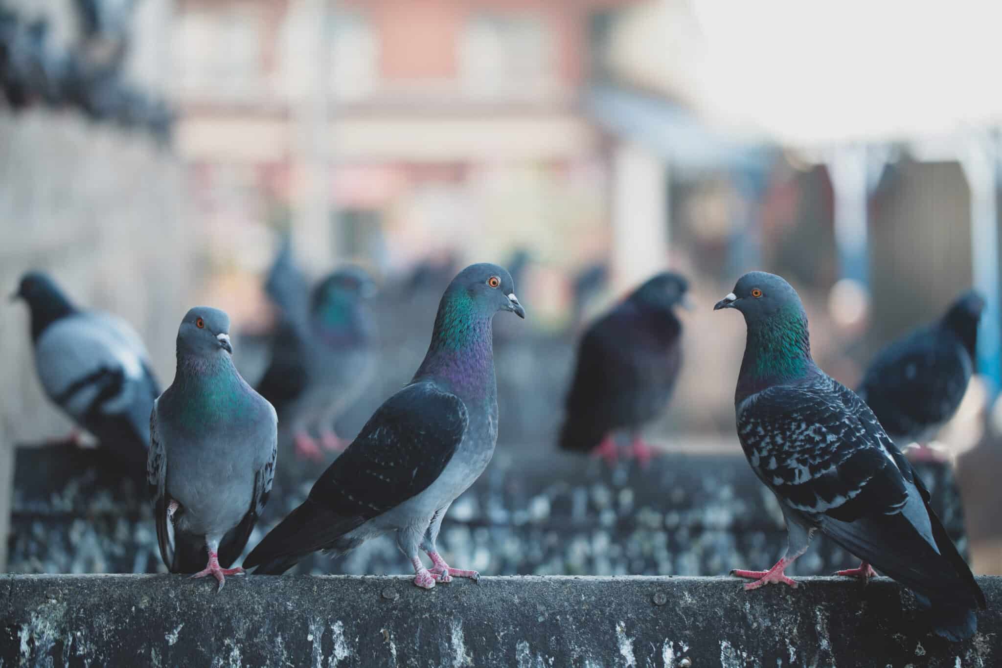 bird control, pigeon guano