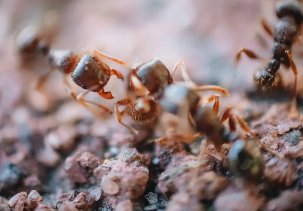 Insecticide Resistance - Ant colony macro view