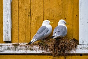 bird pest control