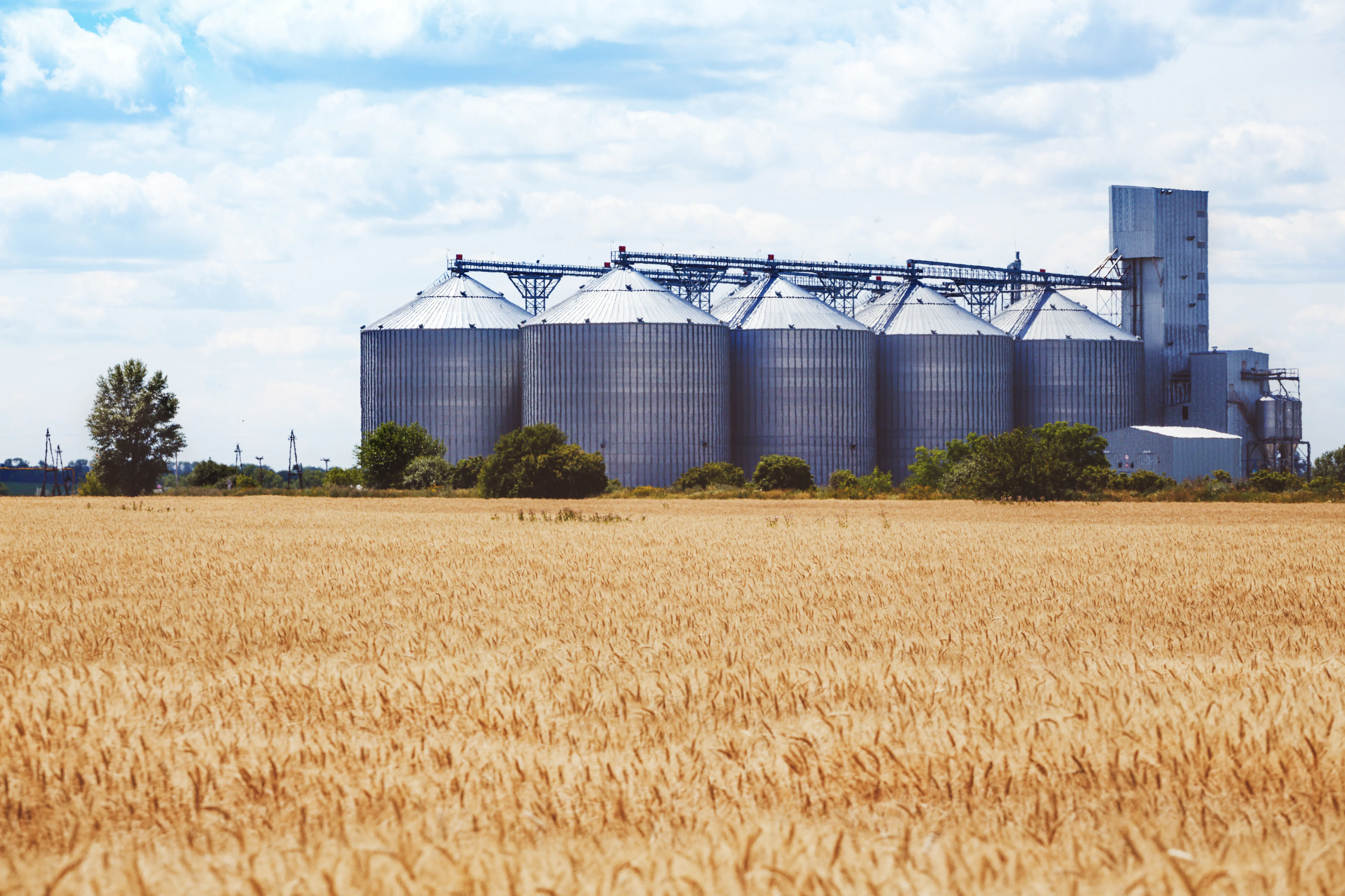 grain