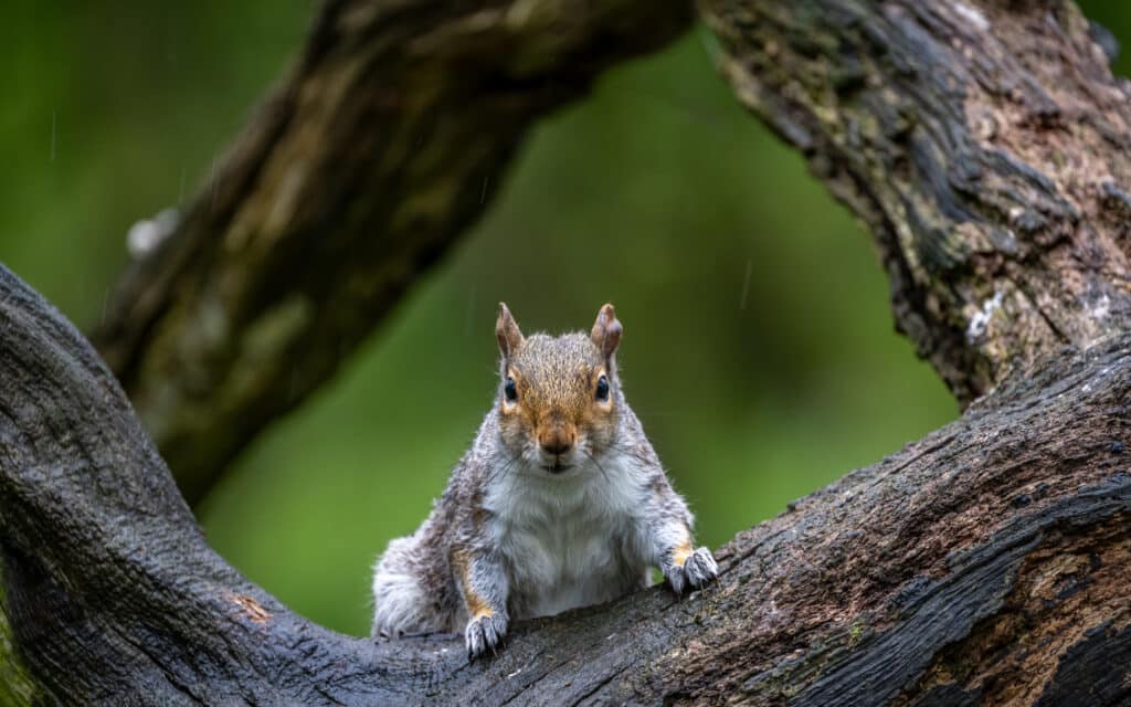 squirrel pest control