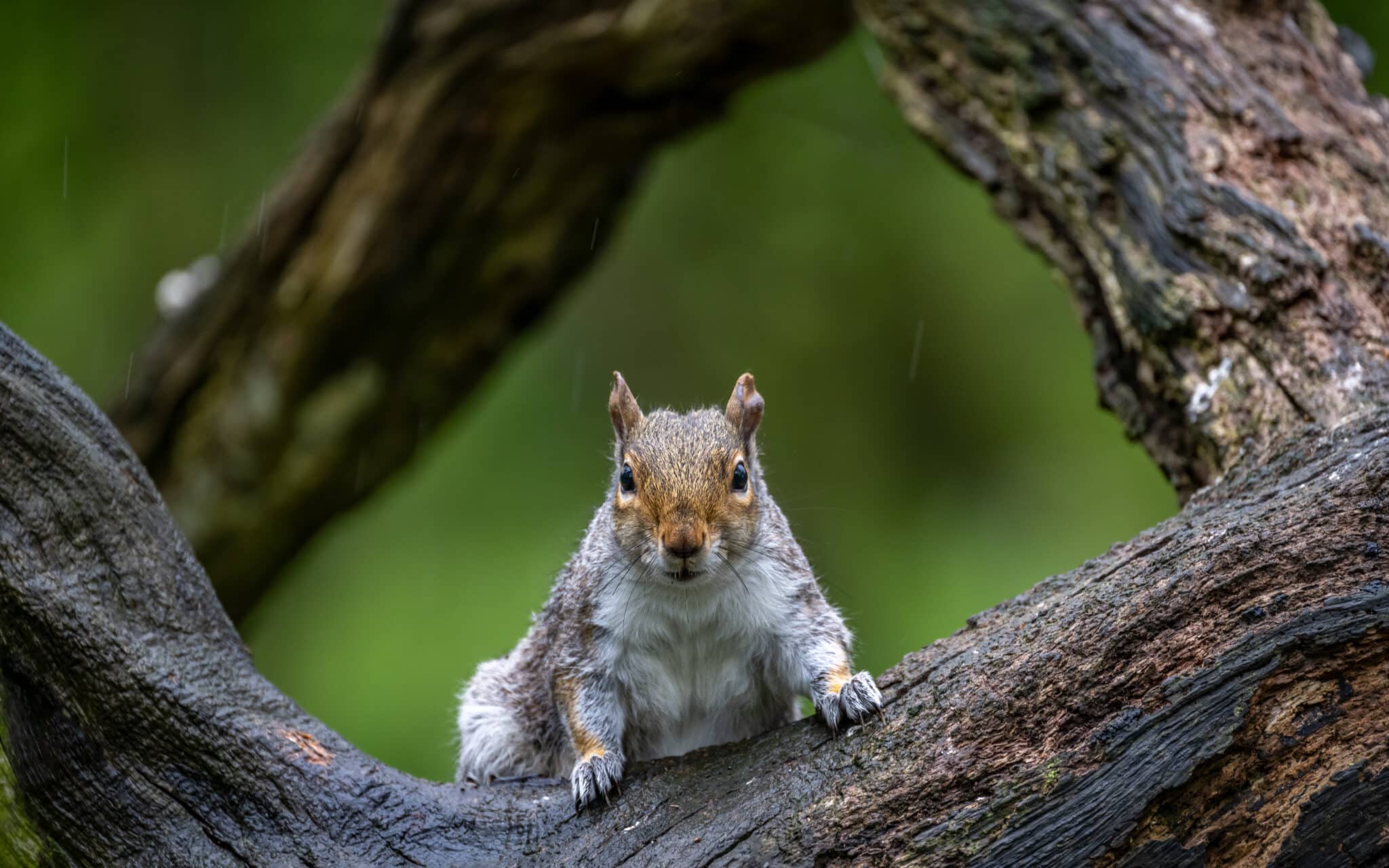 squirrel pest control
