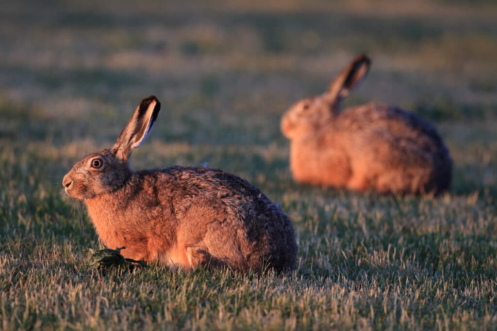 moles and rabbits