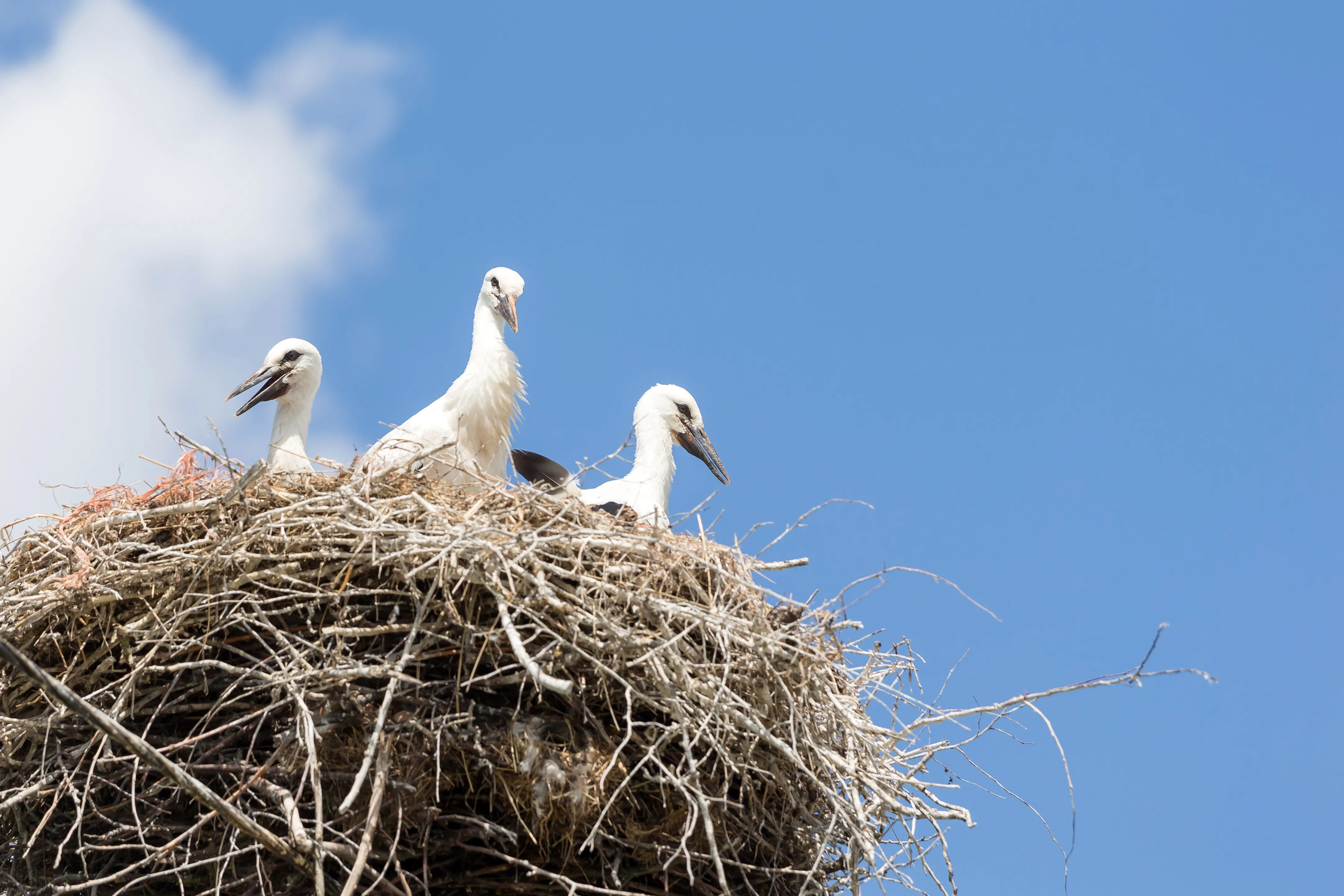 nest removal